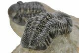 Pair Of Well Preserved Austerops Trilobite - Ofaten, Morocco #224985-6